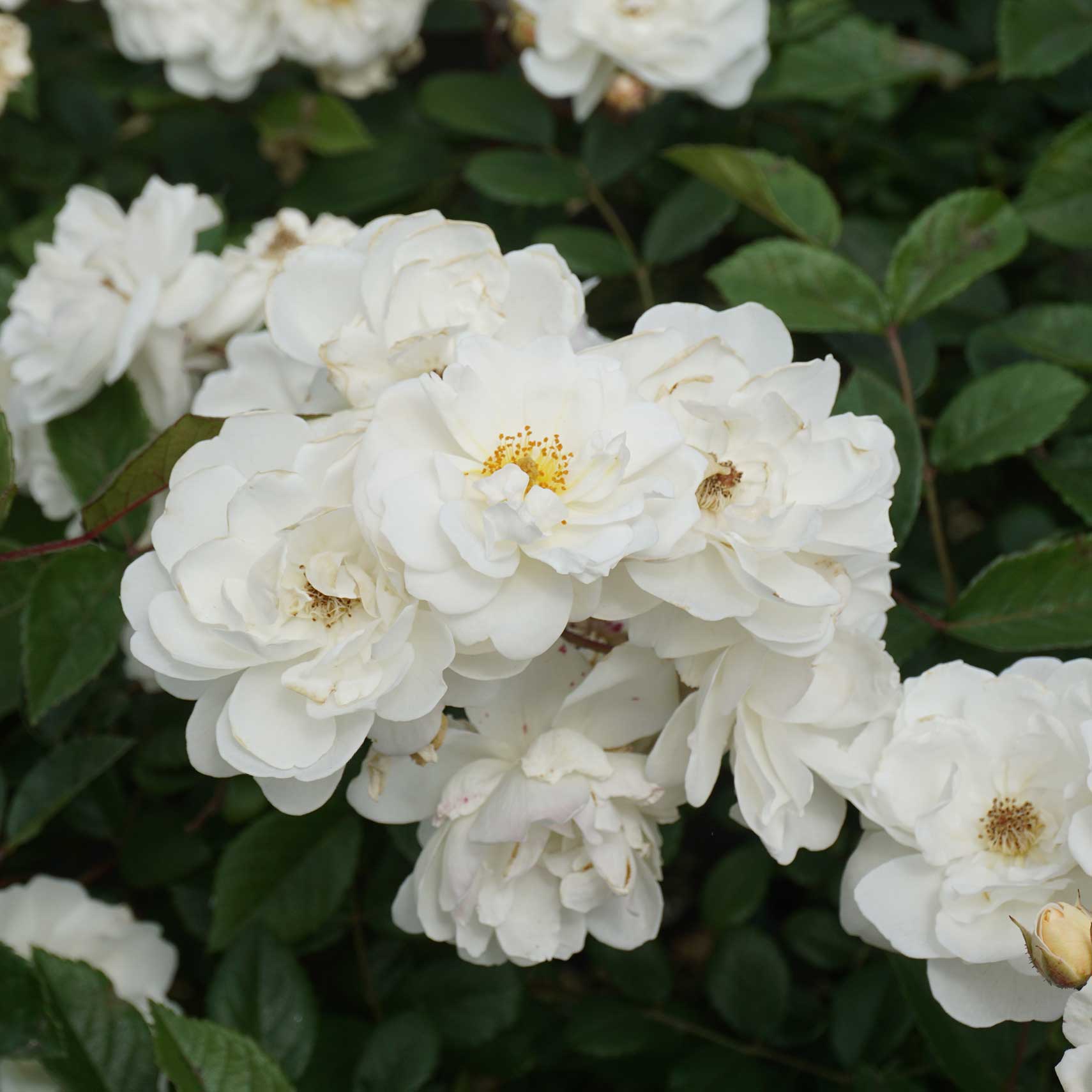 Rosa 'Katharina Zeimet Rosa 'Katharina Zeimet