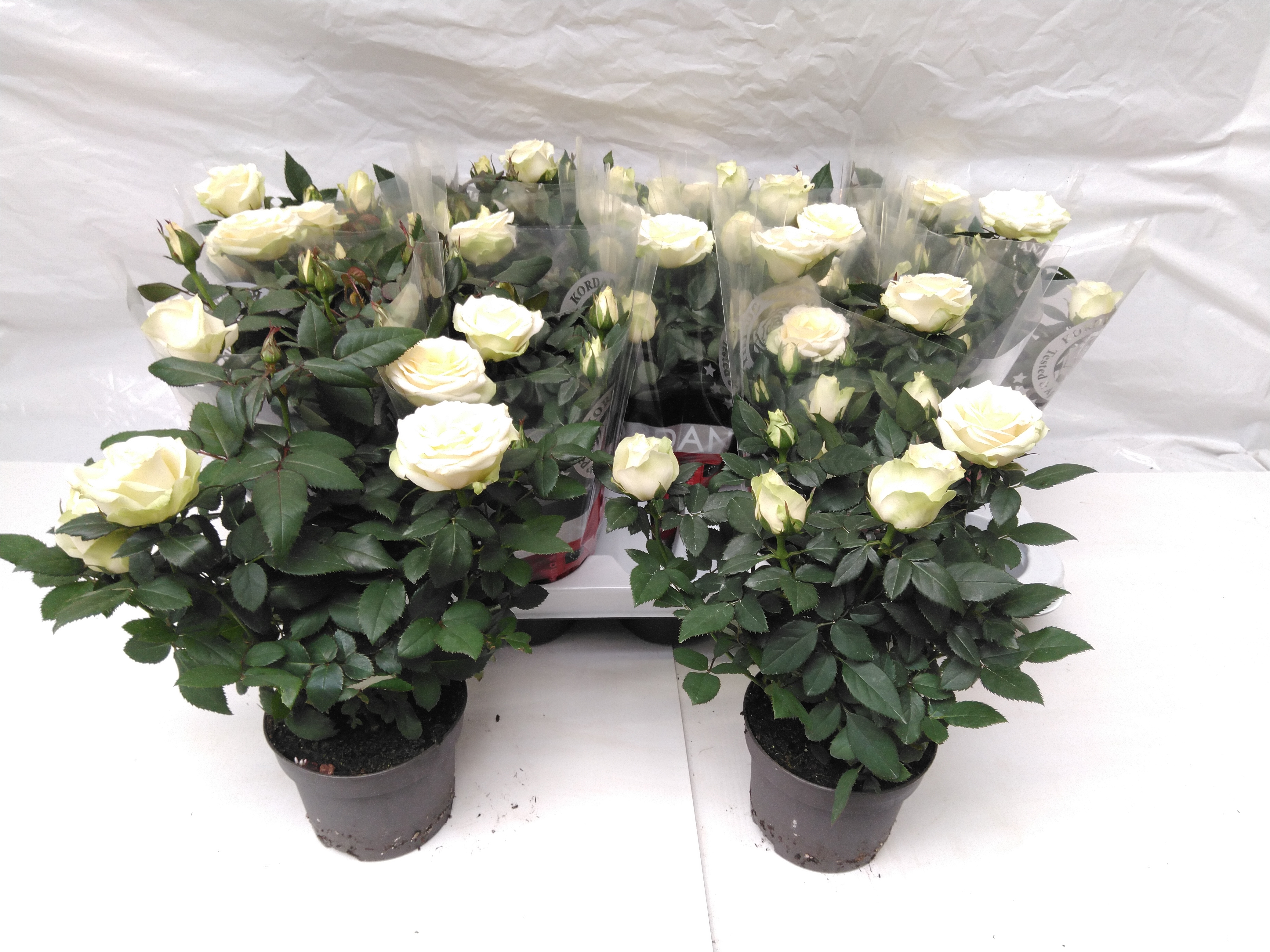 Rosa Kordana 'Be Mine'