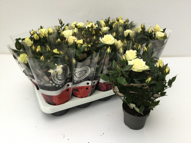 Rosa Kordana mix Rosa Kordana mix
