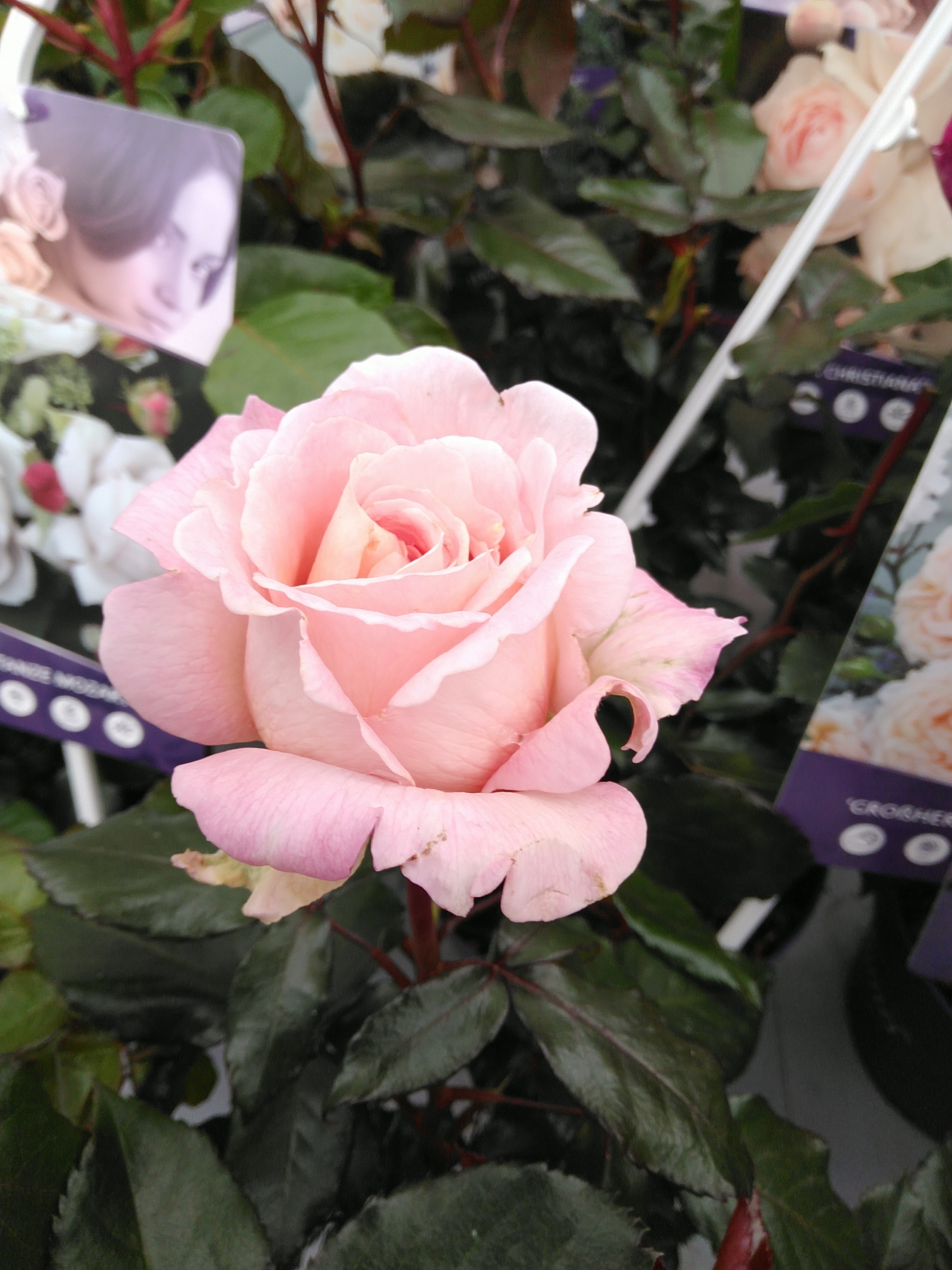 Rosa Kordana 'Be Mine'