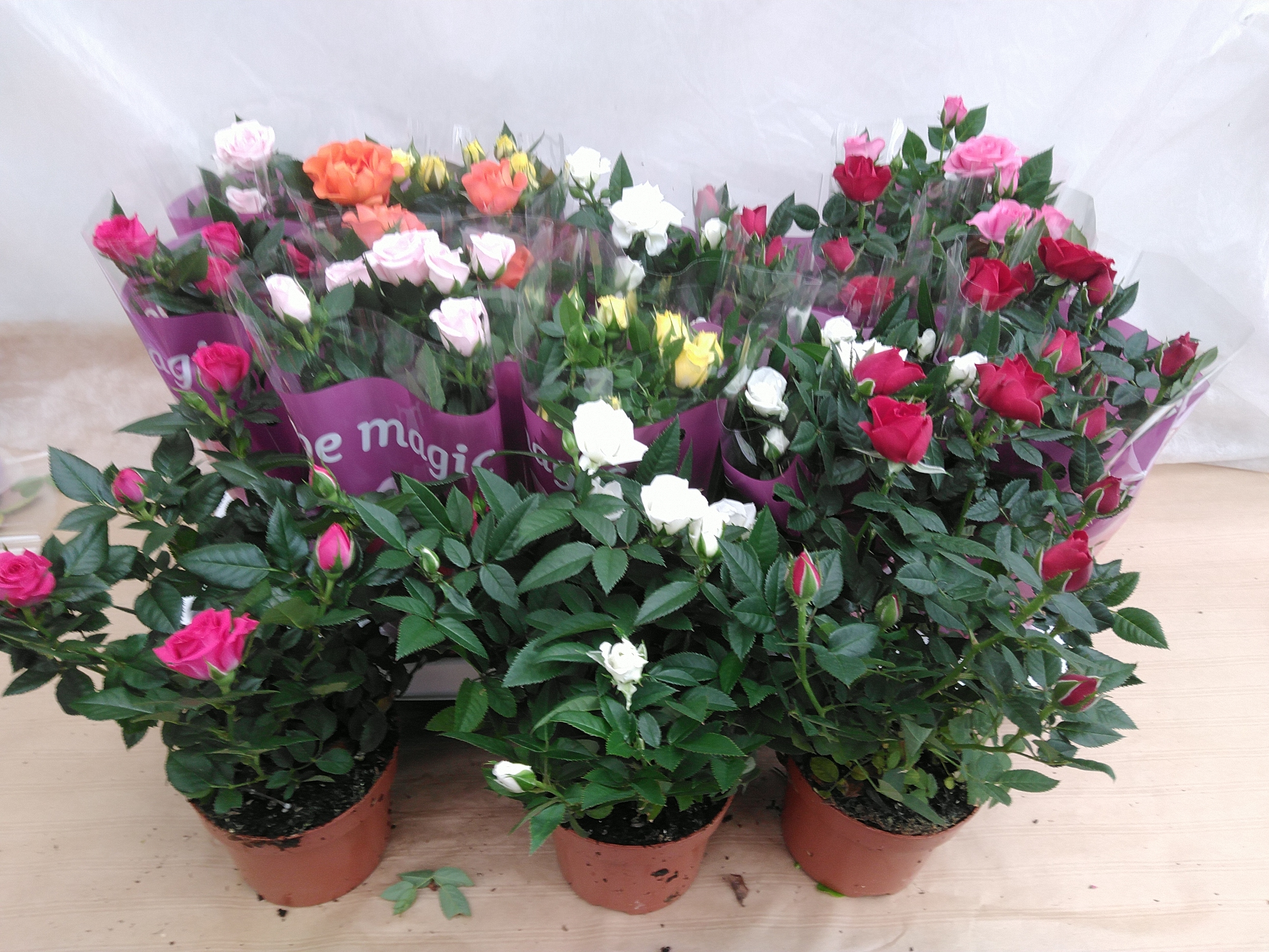 Rosa 'Kordana' mix kleinbloemig