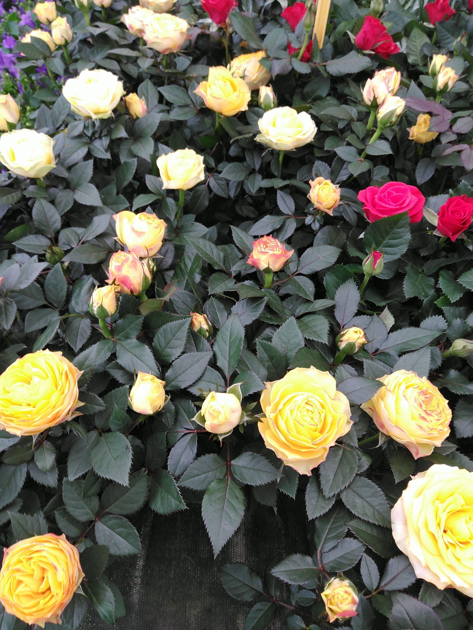 Rosa Kordana Grande Sunstar/Red Mercedes/Sunstar