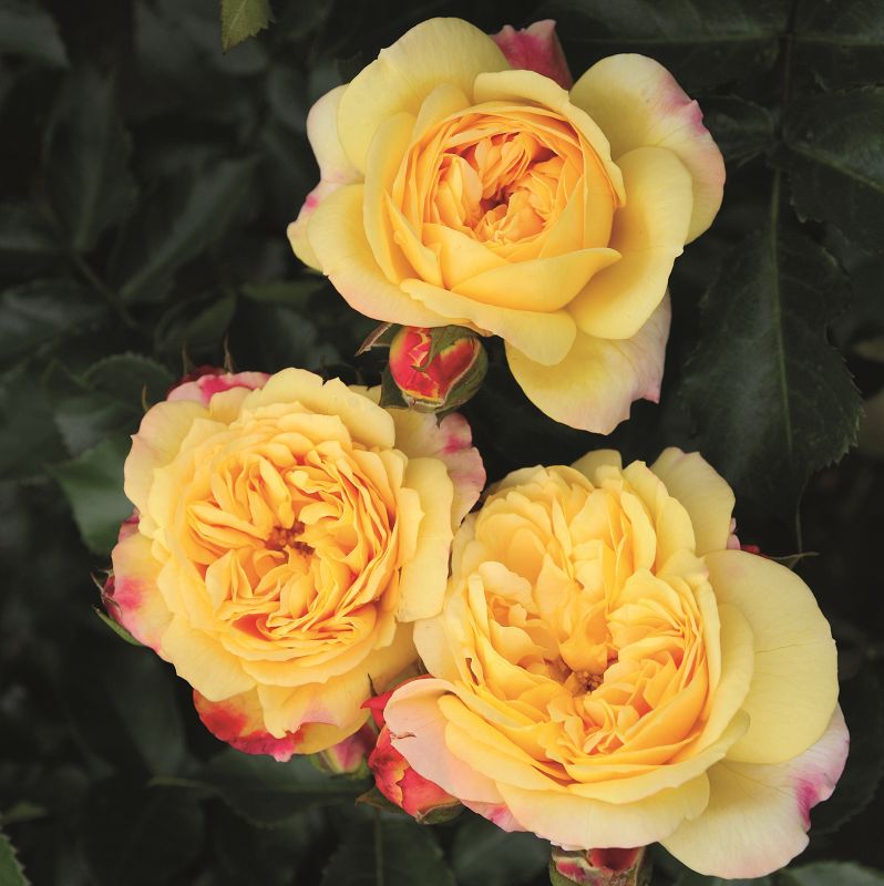 Rosa 'Lampion'® Rosa 'Lampion'®