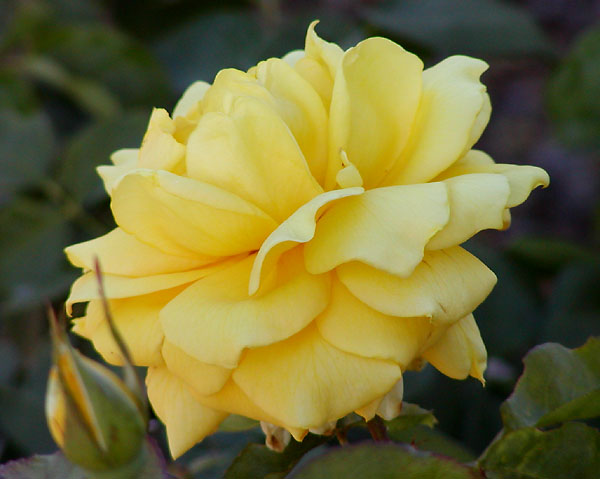 Rosa 'Landora'(R)(TH) Rosa 'Landora'(R)(TH)
