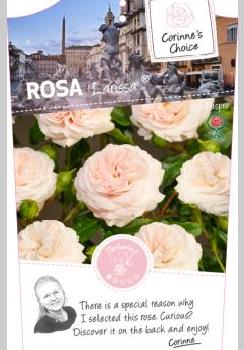 Rosa 'Larissa'®
