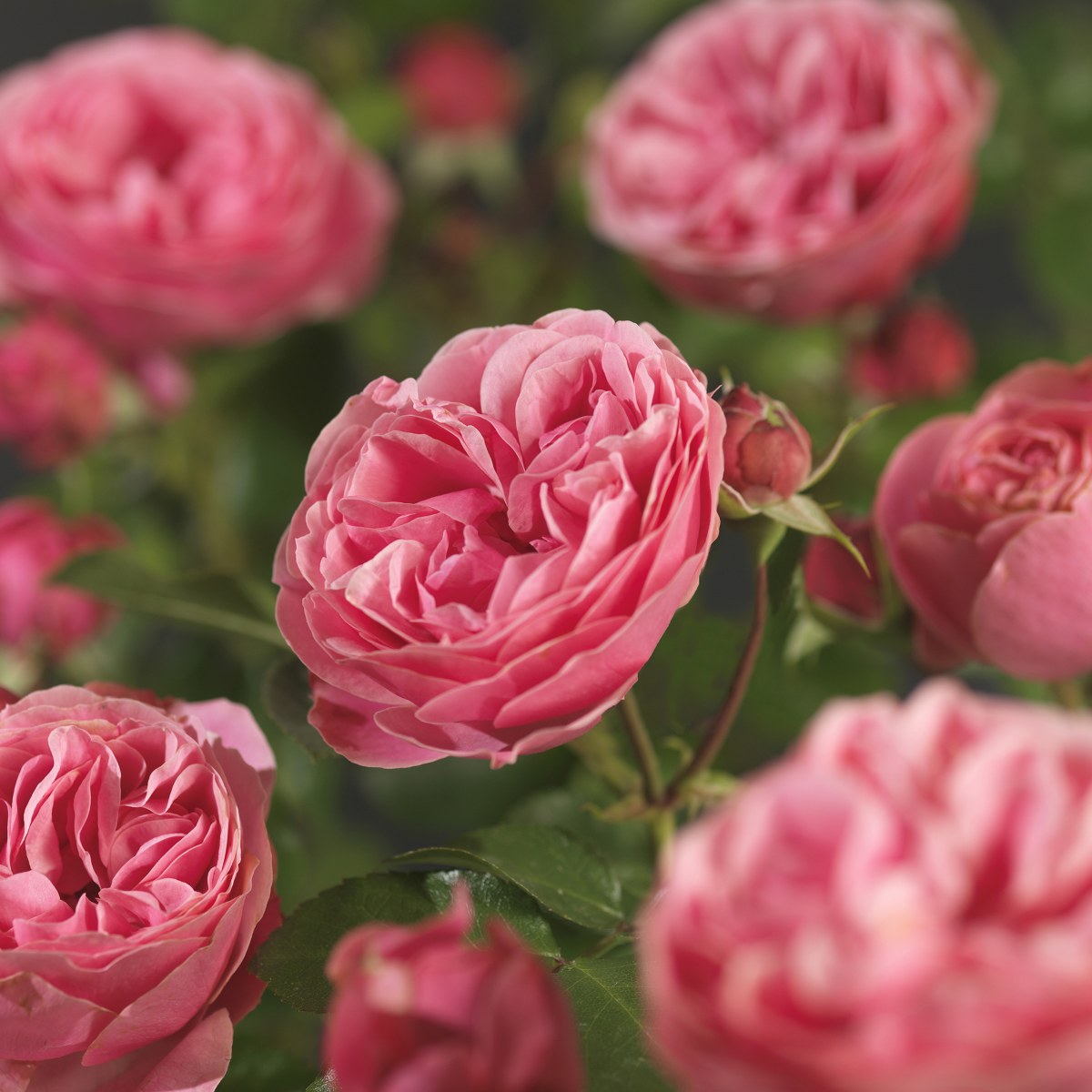 Rosa 'Leonardo da Vinci'® Rosa 'Leonardo da Vinci'®