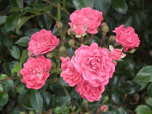 Rosa 'Lovely Fairy'® Rosa 'Lovely Fairy'®