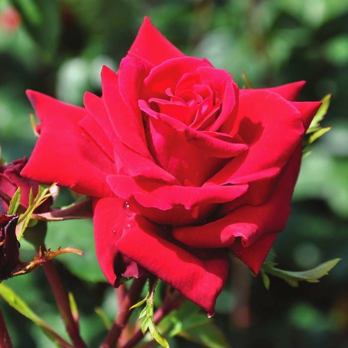 Rosa 'Mazurika' Rosa 'Mazurika'