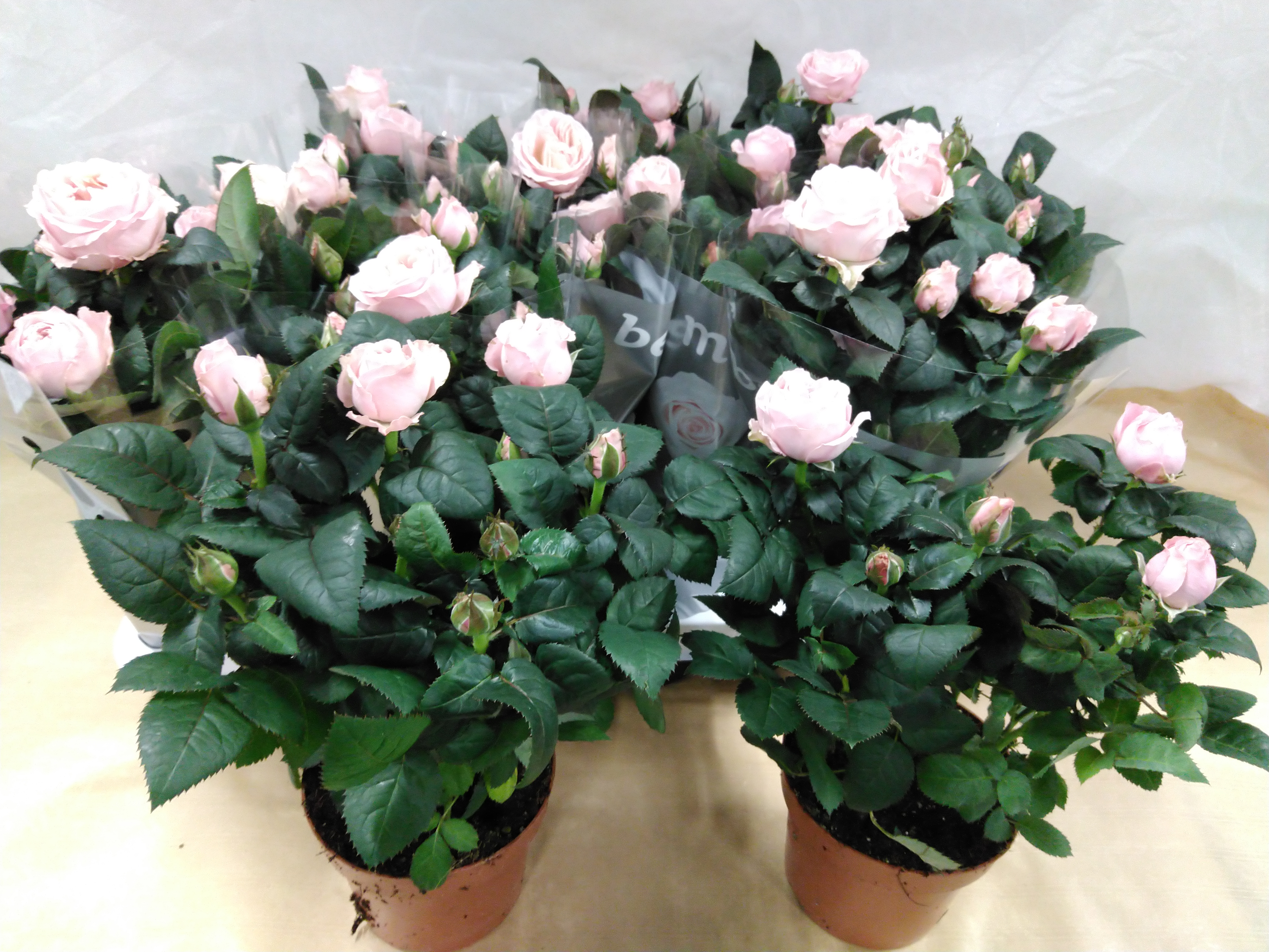 Rosa 'Light Pink' -  Beau Monde