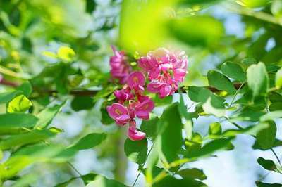 Robinia margaretta 'Casque Rouge' HO 12/14 Robinia margaretta 'Casque Rouge' HO 12/14