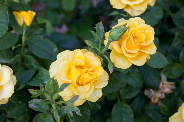 Rosa 'Melgold' Rosa 'Melgold'