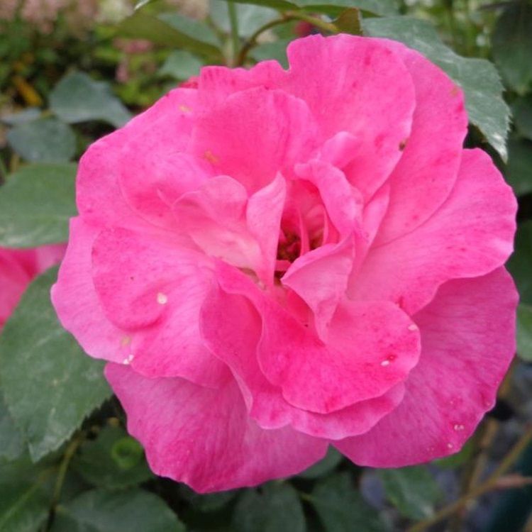 Rosa (F) 'Melroze' in pot Rosa (F) 'Melroze' in pot