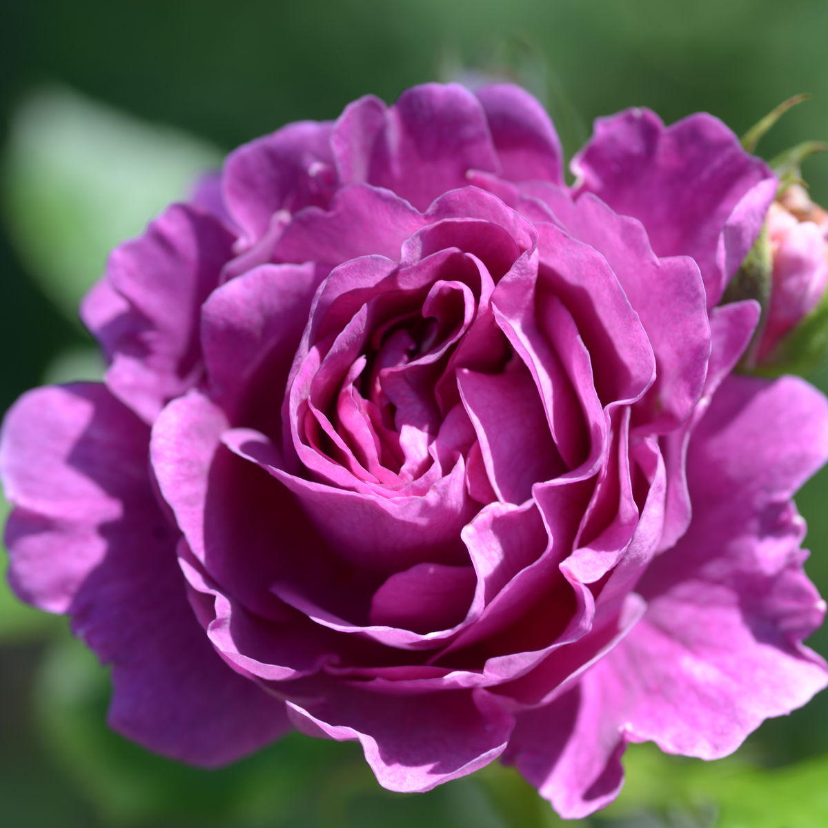 Rosa 'Minerva'® Rosa 'Minerva'®