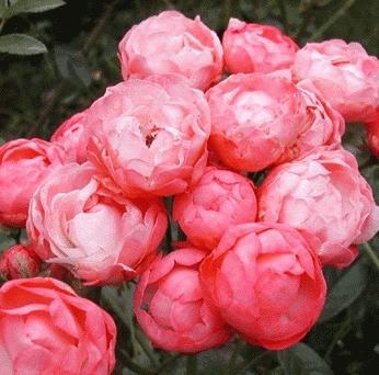 Rosa 'Orange Morsdag'