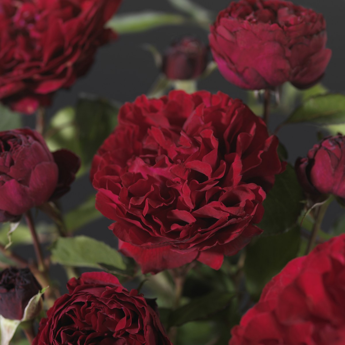 Rosa 'Nadia'(TM) Renaissance® Rosa 'Nadia'(TM) Renaissance®