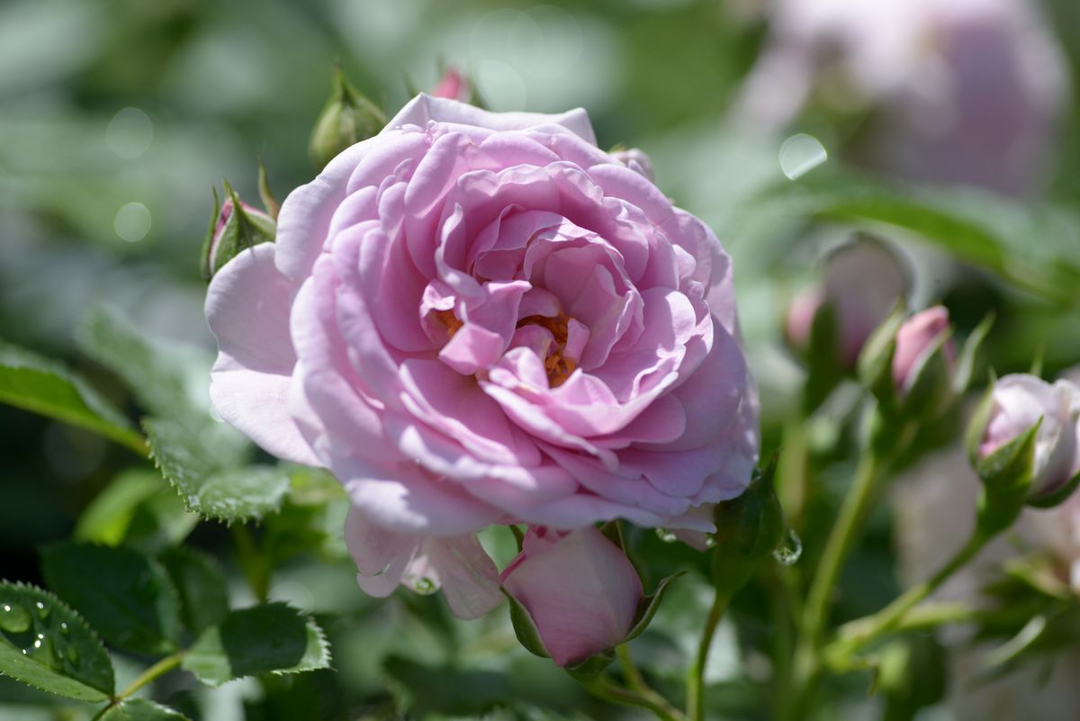 Rosa 'Nautica'® Rosa 'Nautica'®