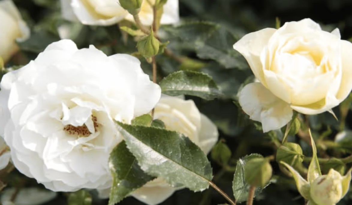 Rosa 'Nero' ® - Best Select