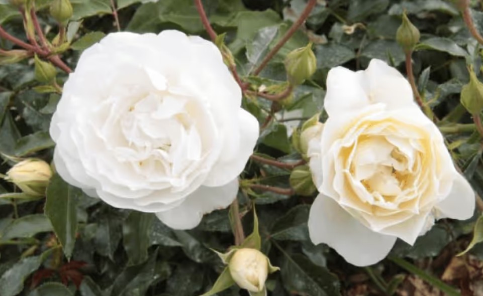 Rosa 'Nero' ® - Best Select