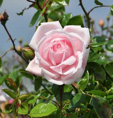 Rosa 'New Dawn' Rosa 'New Dawn'
