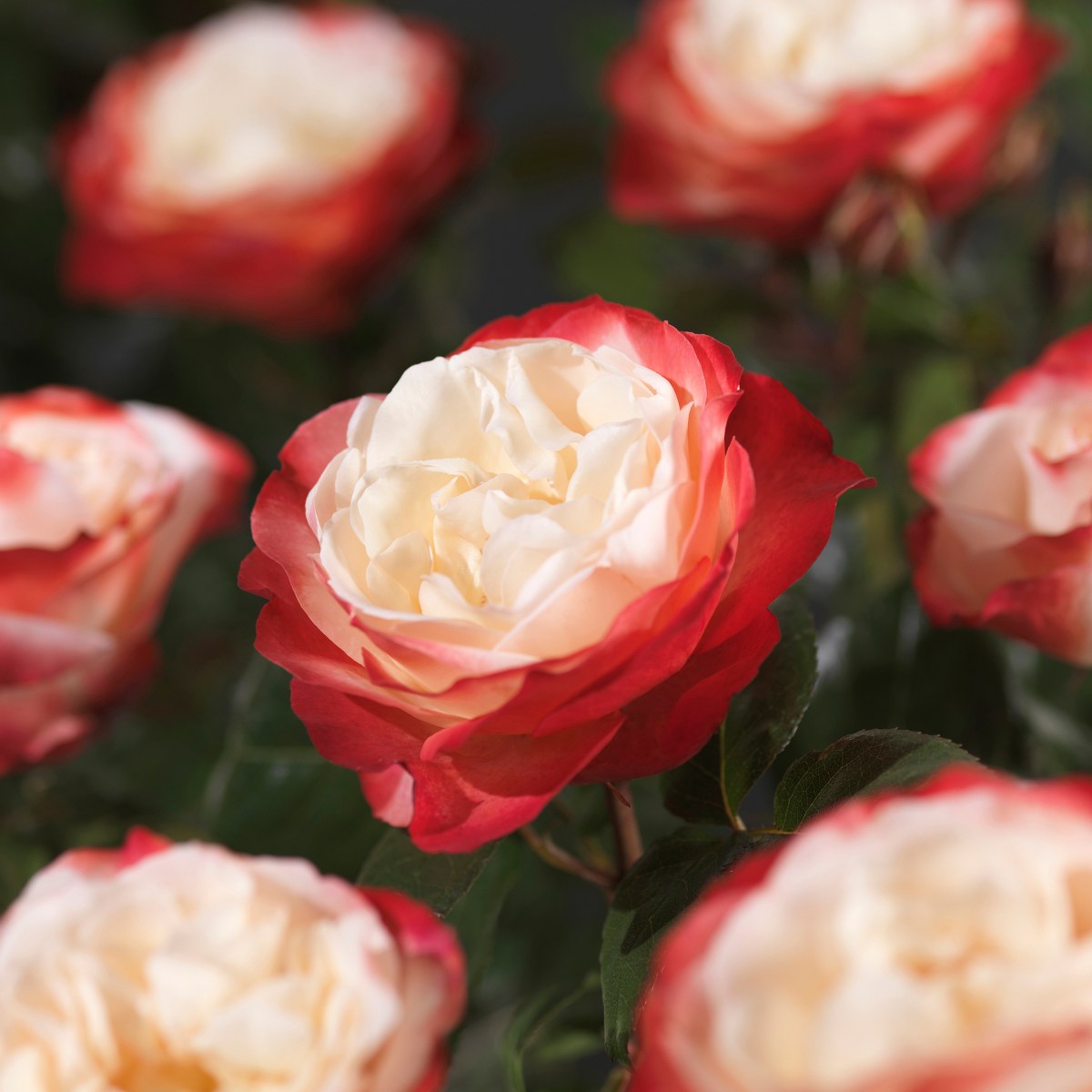 Rosa 'Nostalgie'® Rosa 'Nostalgie'®