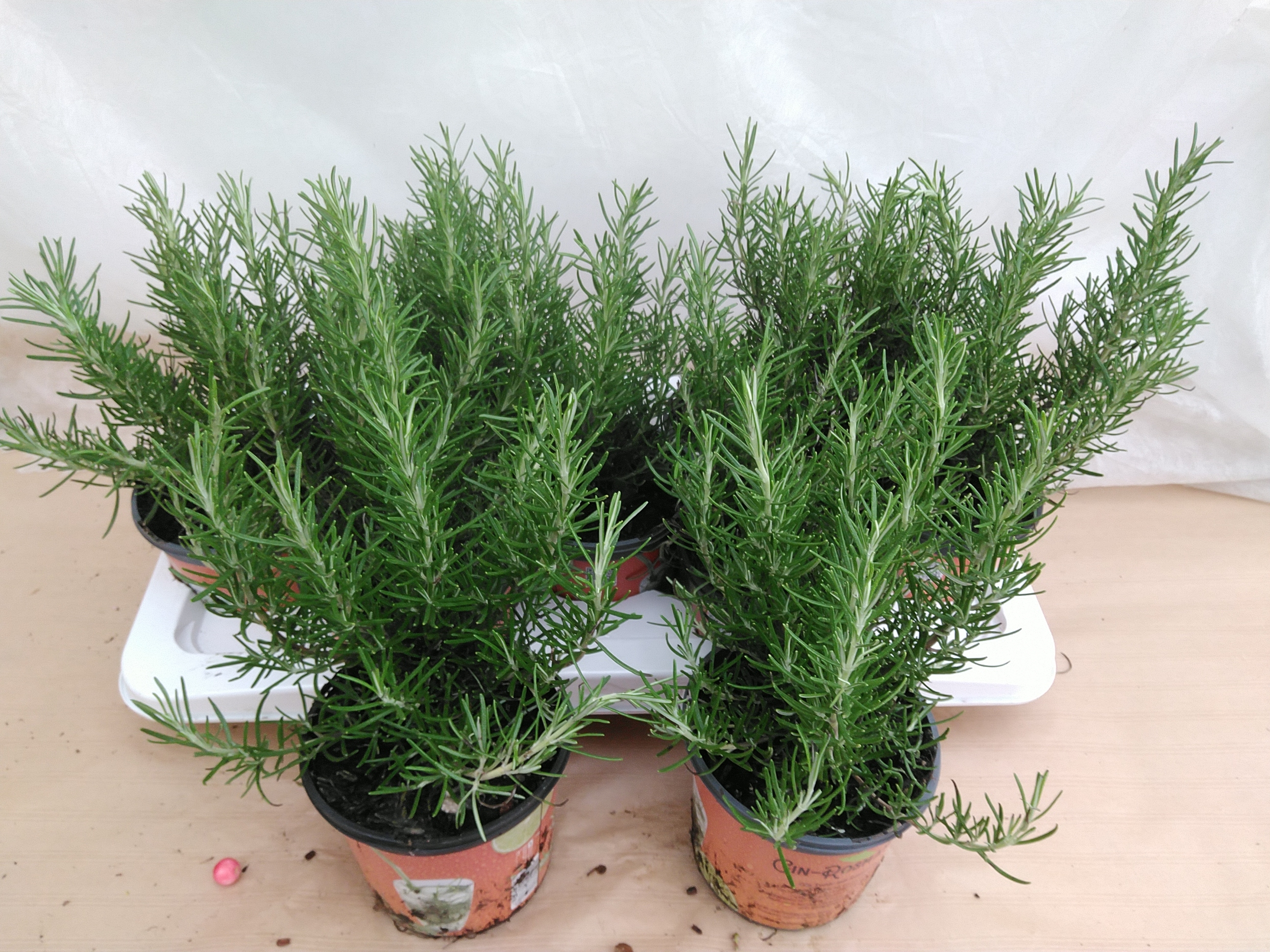 Rosmarinus officinalis