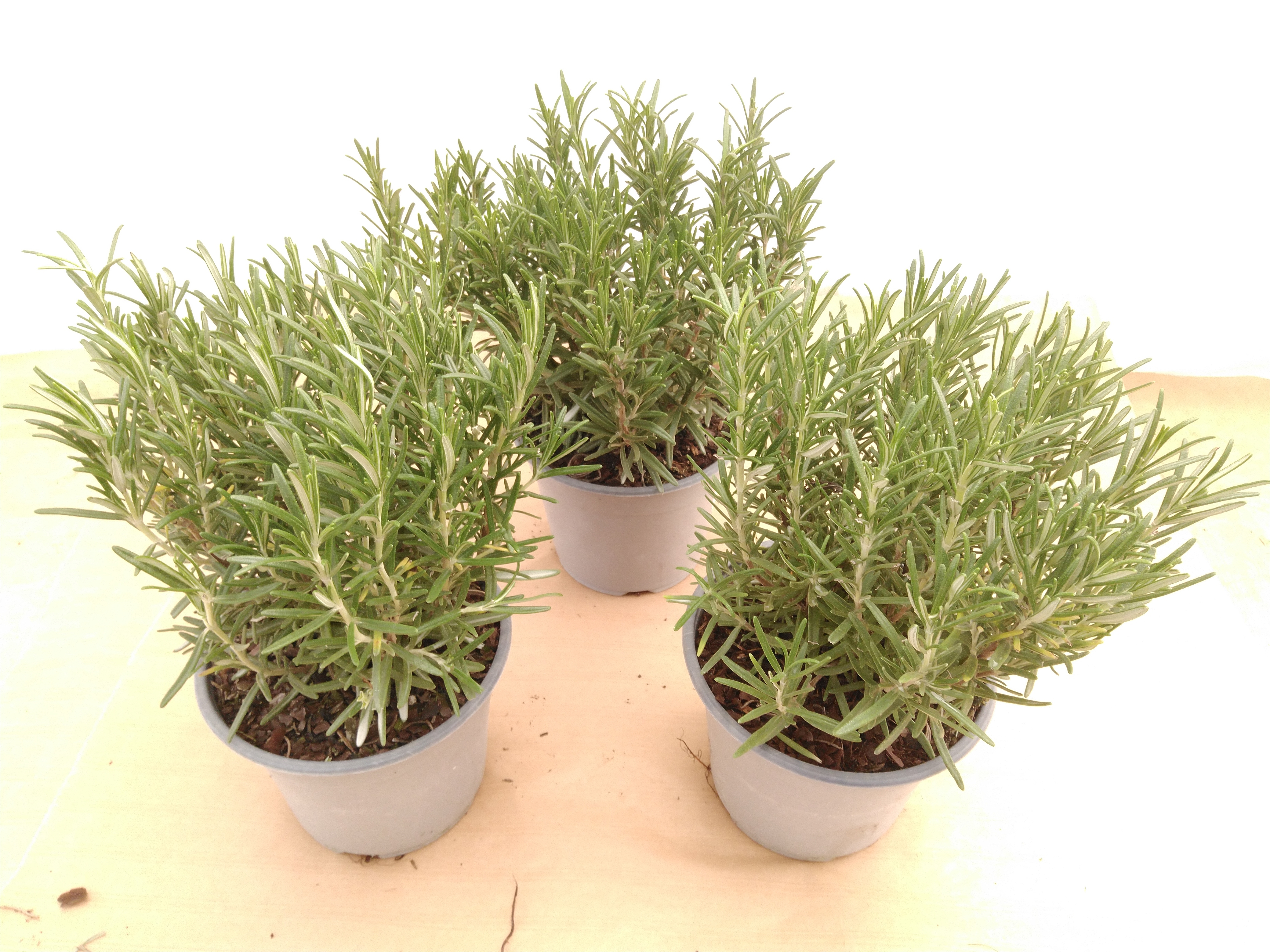 Rosmarinus officinalis - ITALIE