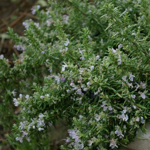 Rosmarinus off. 'Prostratus' Rosmarinus off. 'Prostratus'