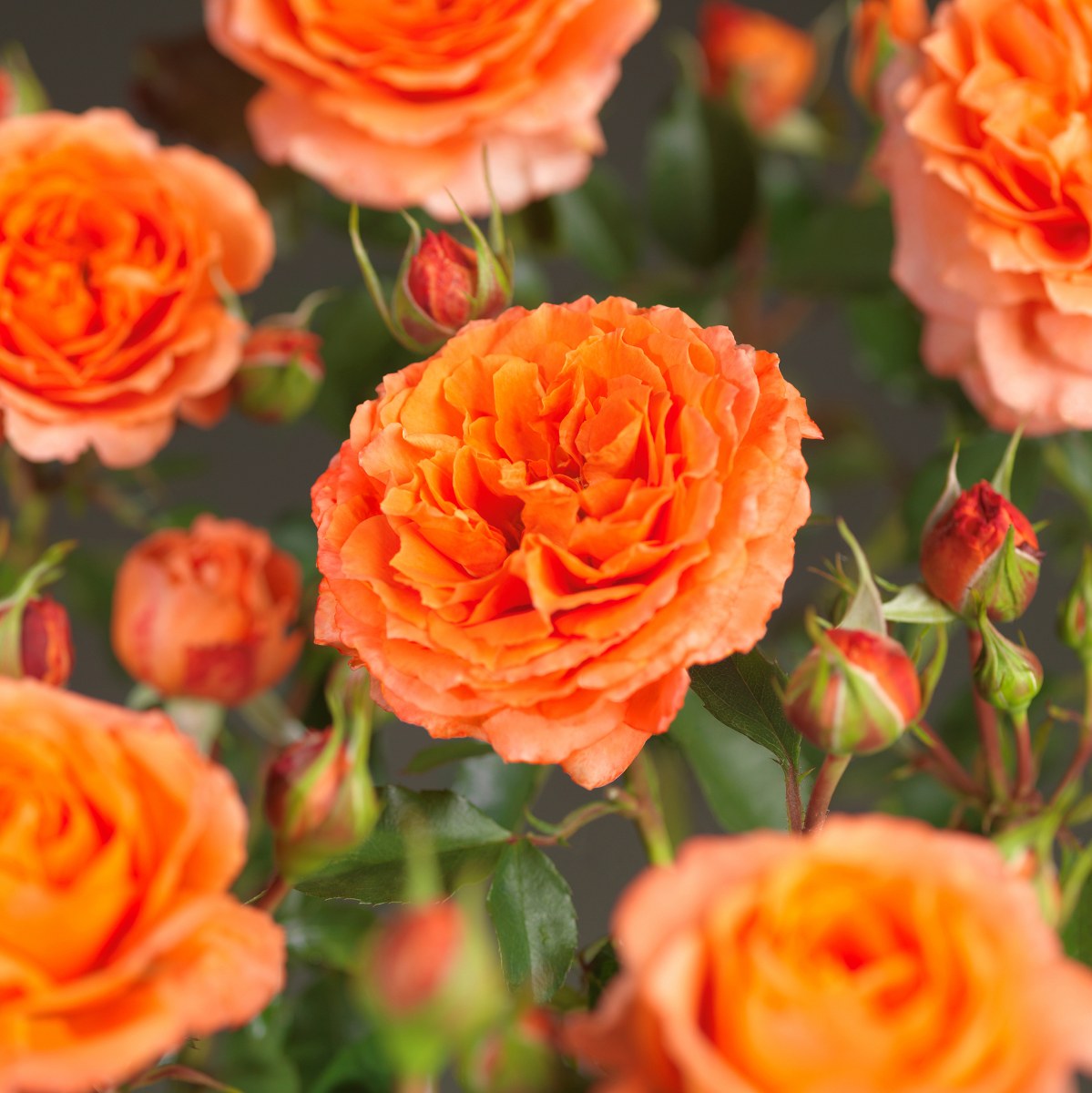 Rosa 'Orange Meilove'® Rosa 'Orange Meilove'®