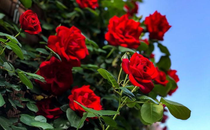 Rosa 'Paul's Scarlet Climber' Rosa 'Paul's Scarlet Climber'