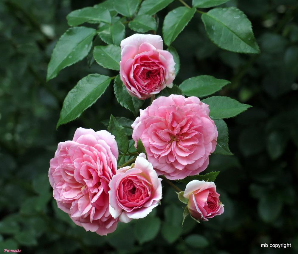 Rosa 'Pirouette'(TM) Courtyard® Rosa 'Pirouette'(TM) Courtyard®