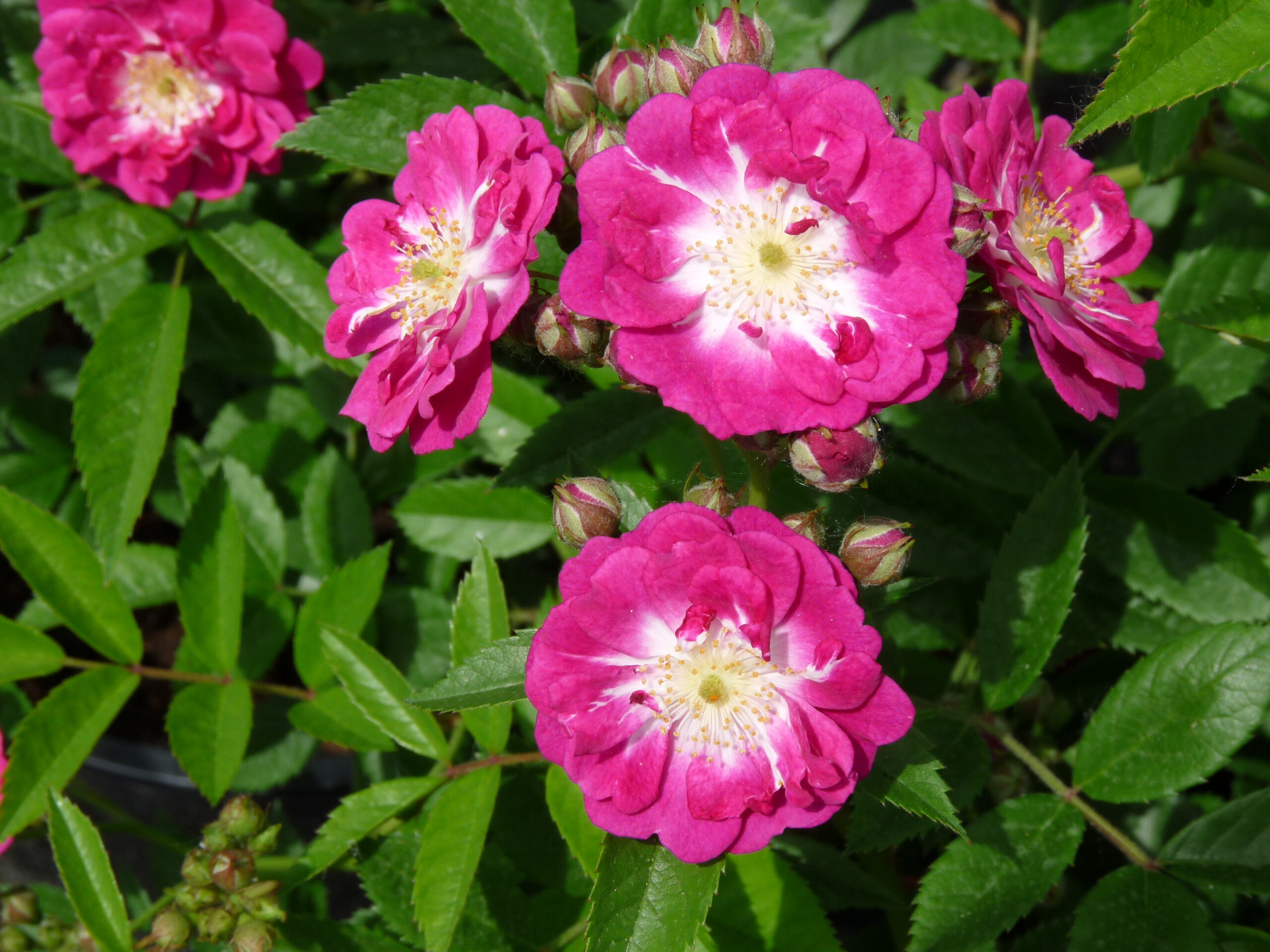 Rosa 'Perennial Blue'® Rosa 'Perennial Blue'®