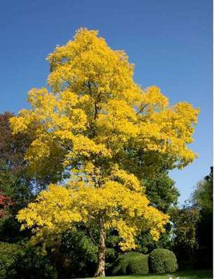 Robinia pseud. 'Frisia' 