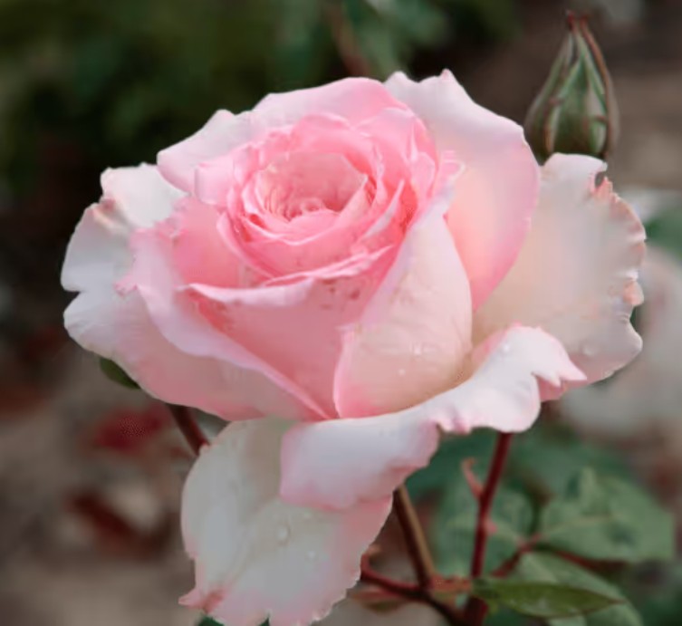 Rosa 'Phaedra' ® - Best Select