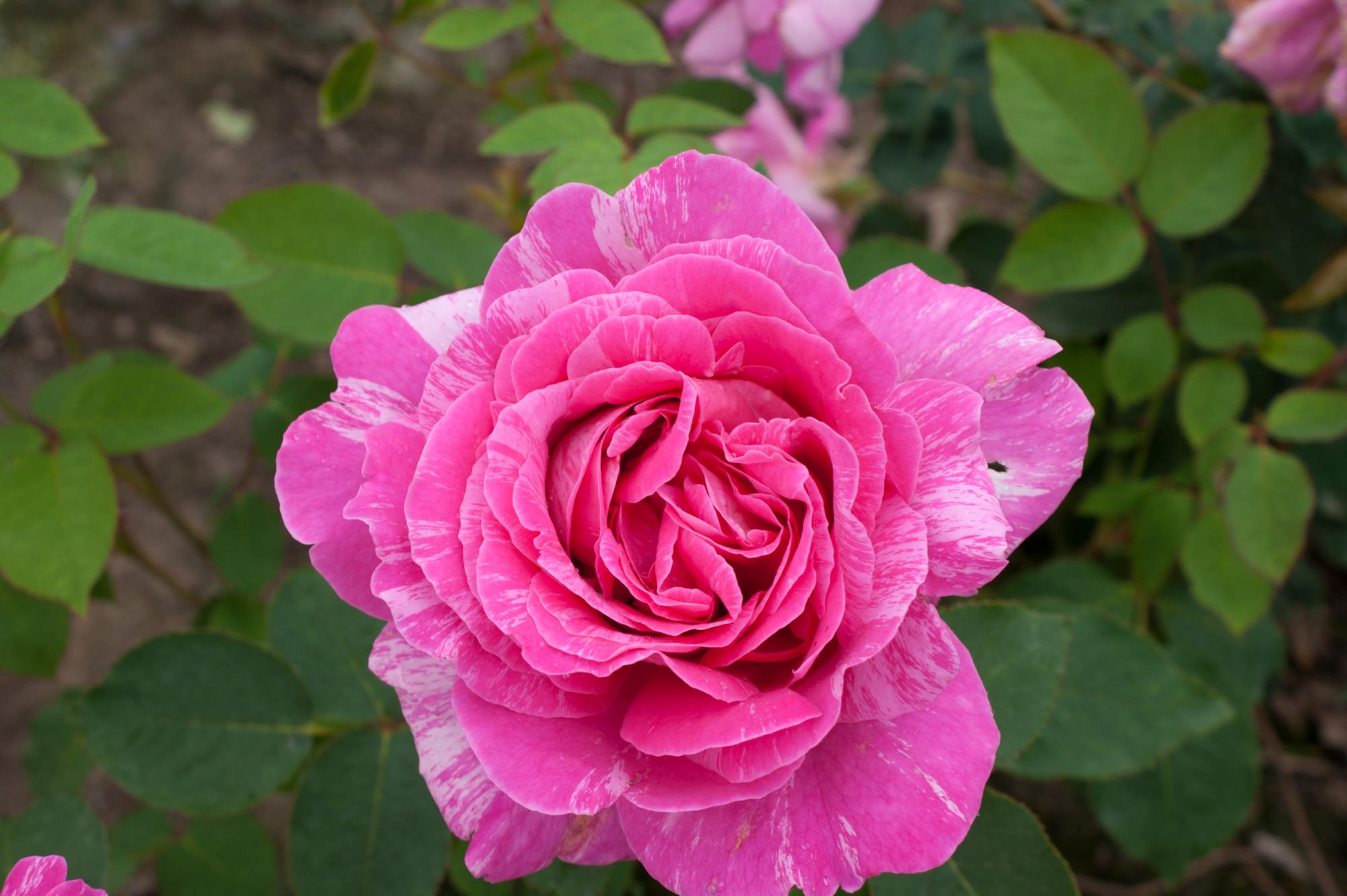 Rosa 'Pink Candy'
