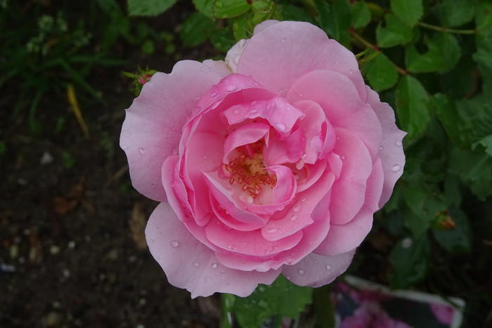 Rosa 'Pink Climber' Rosa 'Pink Climber'