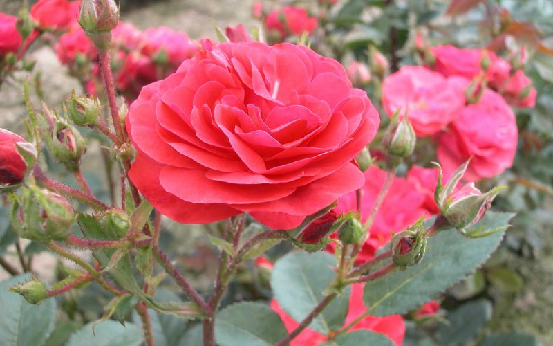 Rosa 'Princesse Mathilde' '(R)(F) - parfumé