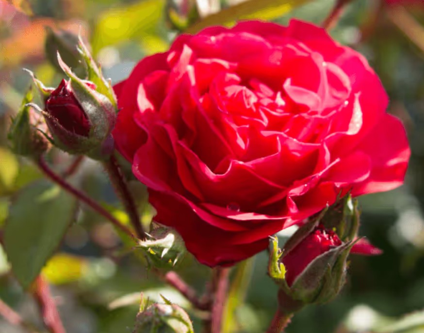 Rosa 'Princesse Mathilde' '(R)(F) - parfumé