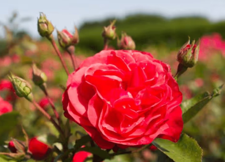 Rosa 'Princesse Mathilde' '(R)(F) - parfumé