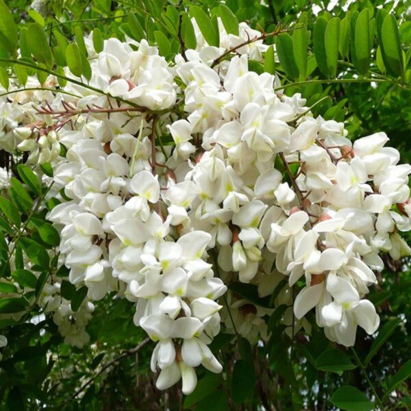 Robinia pseudoacacia