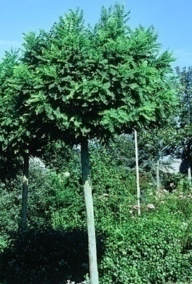 Robinia pseud. 'Umbraculifera'