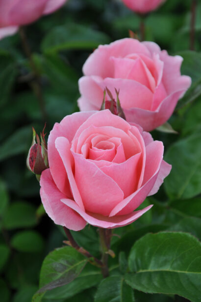 Rosa 'Queen Elizabeth'(F) Rosa 'Queen Elizabeth'(F)