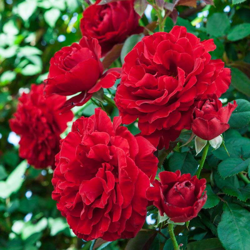 Rosa 'Red Climber' Rosa 'Red Climber'