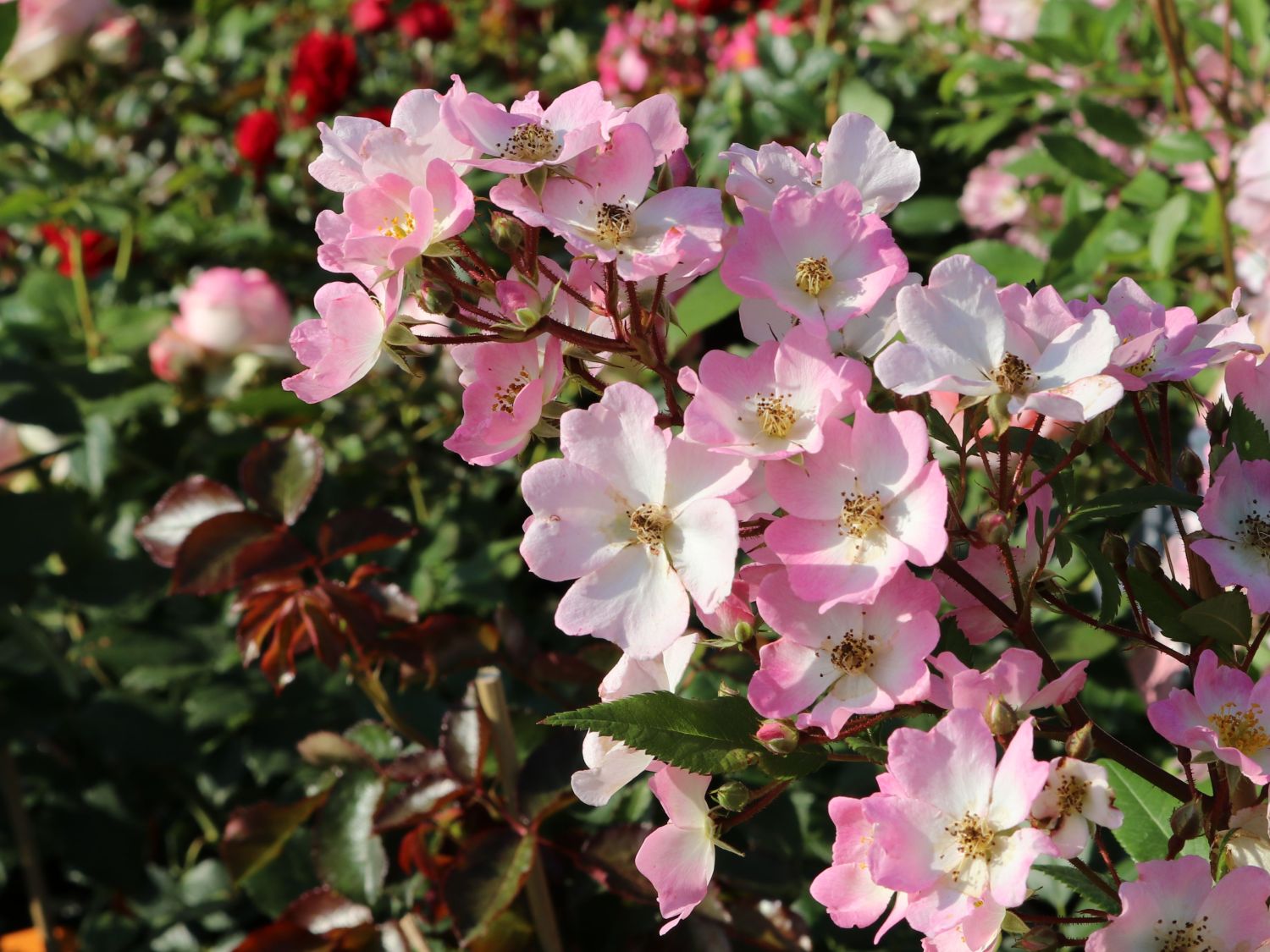 Rosa 'Rosy Boom' Rosa 'Rosy Boom'