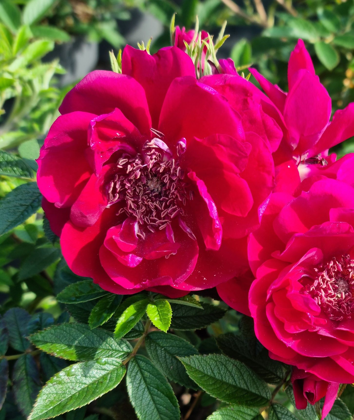 Rosa rugosa 'Take it Easy'® Rosa rugosa 'Take it Easy'®