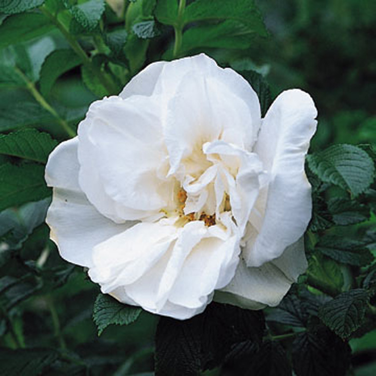 Rosa rugosa 'Blanc Double de Coubert' Rosa rugosa 'Blanc Double de Coubert'
