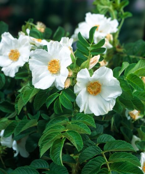 Rosa rugosa 'Alba' Rosa rugosa 'Alba'