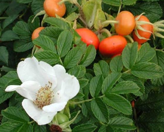 Rosa rugosa Rosa rugosa