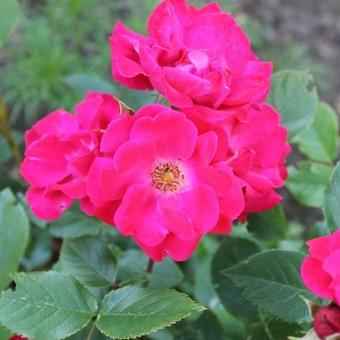 Rosa 'Cera' Rosa 'Cera'