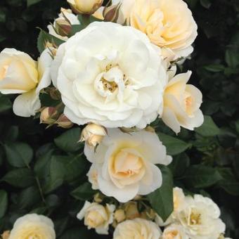 Rosa 'Sirius'® Rosa 'Sirius'®