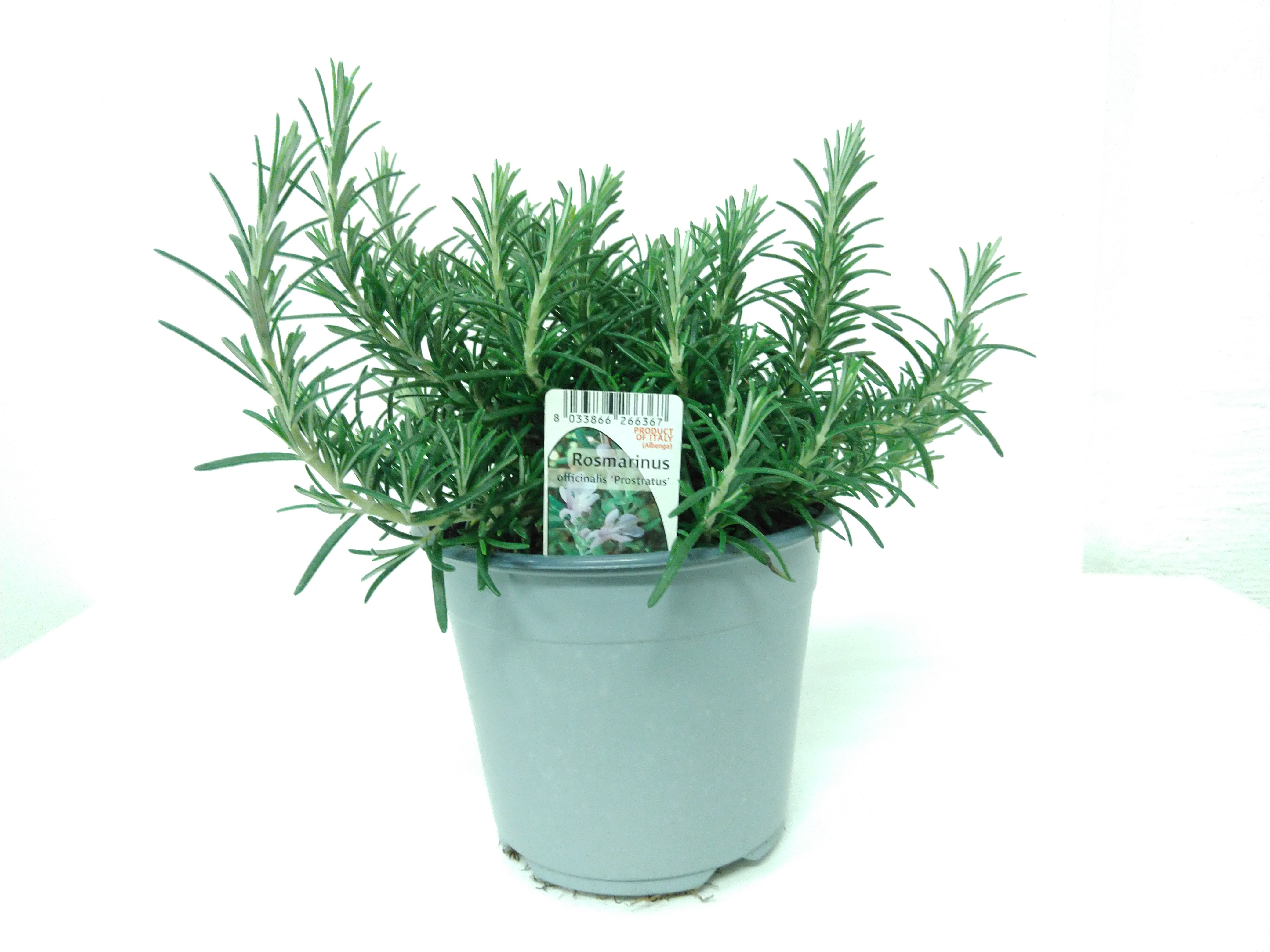 ROSMARINUS OFFICINALIS PROSTRATUS P14